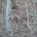 Al Bosco 71a By Interhome Appartamento *