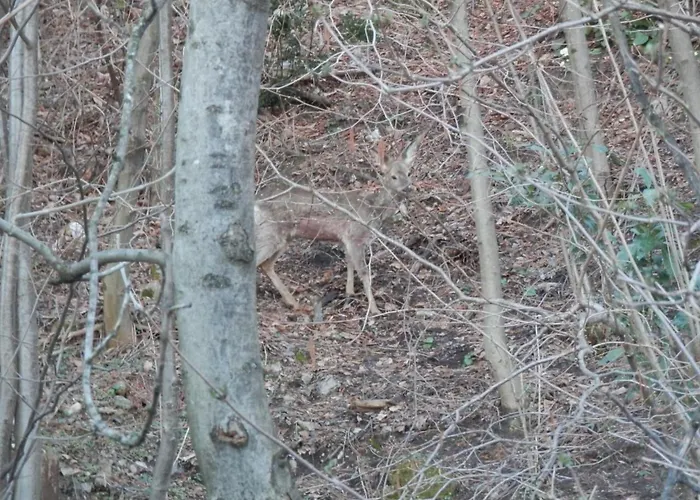 Al Bosco 71a By Interhome Διαμέρισμα *